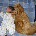 Guardian cat